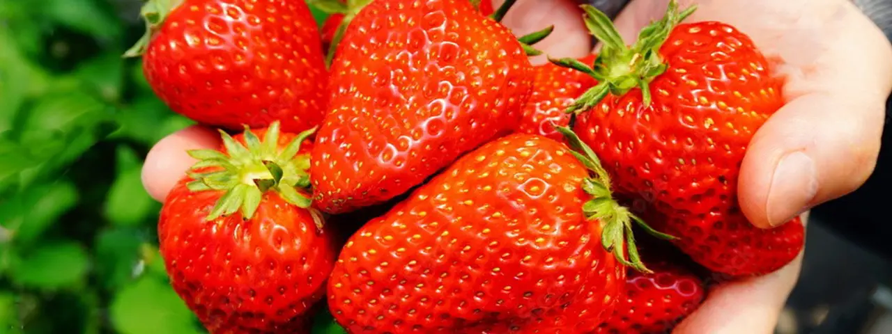 アクティビティ