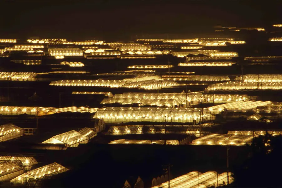 日本夜景遺産認定 電照菊ナイトツアー（送迎付き）