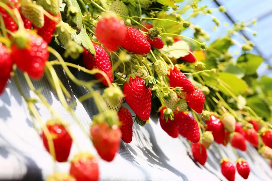 日研農園さんでいちご狩り
