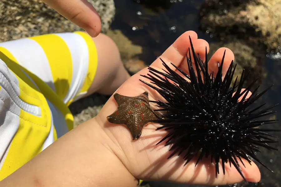 海の生き物大捜索