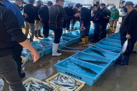 昼食付き魚市場セリガイドツアー