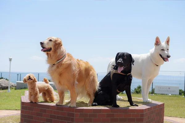 ペット連れのお客様へ