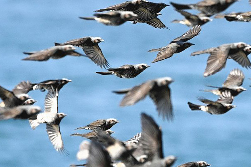 伊良湖岬の渡り鳥