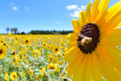 【お知らせ】伊良湖 菜の花ガーデンが「🌻ひまわり畑🌻」に！