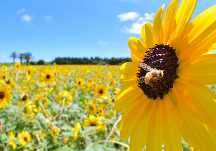 お知らせ】伊良湖 菜の花ガーデンが「🌻ひまわり畑🌻」に！｜お知らせ