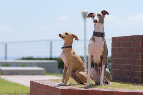 【NEW！】🐶ドッグフレンドリールームご利用の方へ🐶