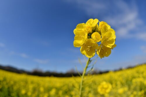 ■油菜花祭草莓展销会🌸伊良湖之春🌸尽情享受🌴度假住宿🌴