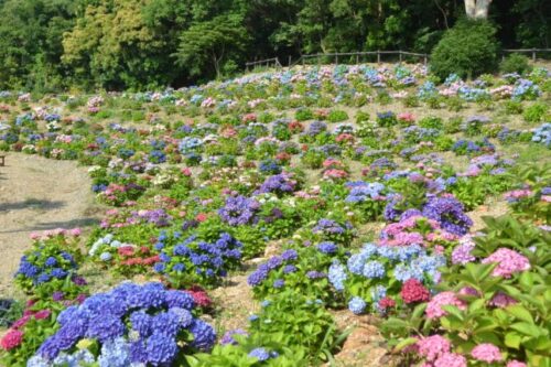 【通知】 渥美绣球花森林盛大开业!